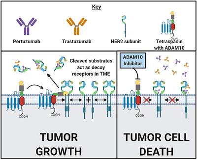 Targeting ADAM10 in Cancer and Autoimmunity